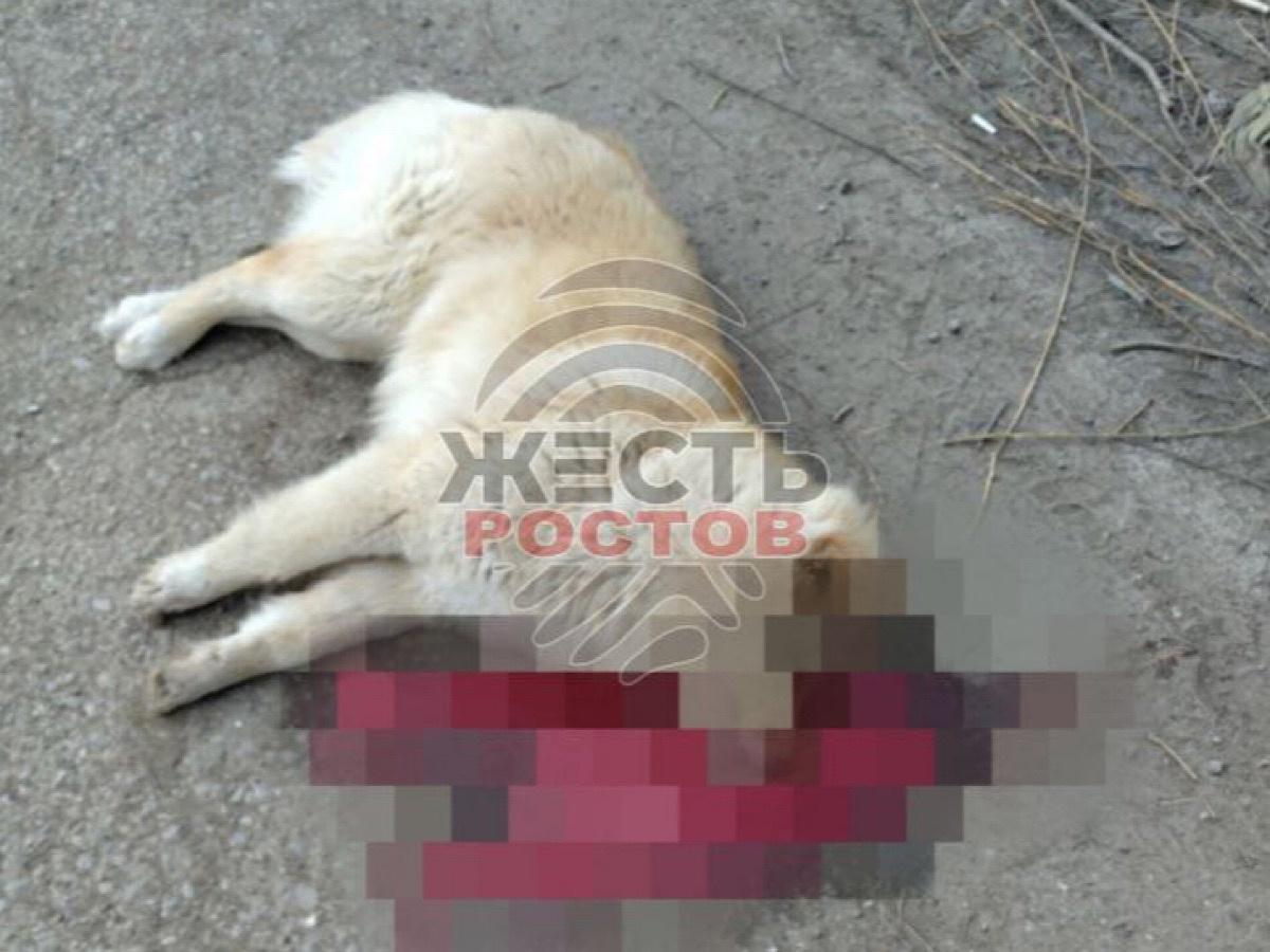 В Азовском районе неизвестный отравил пса