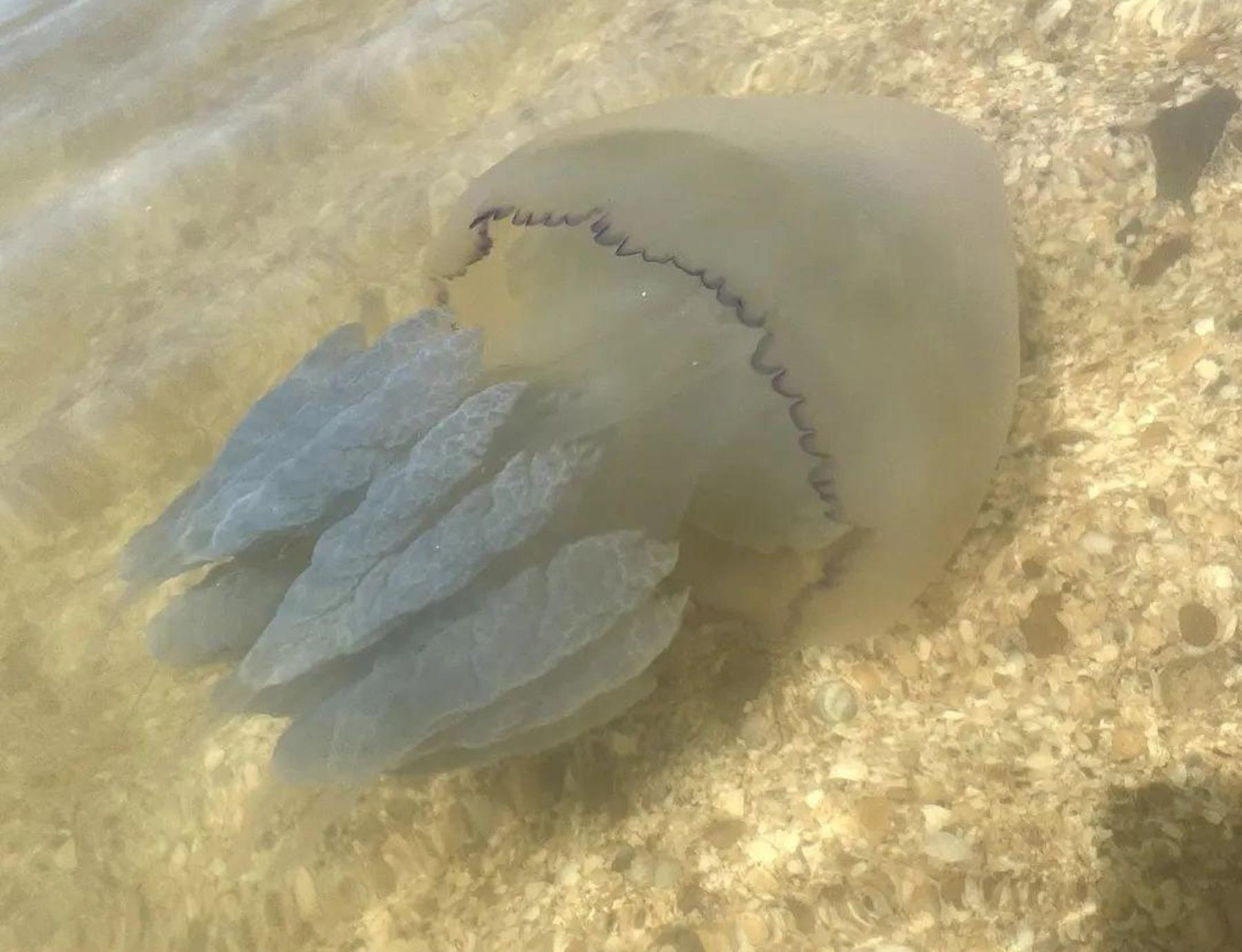 медузы на кубе