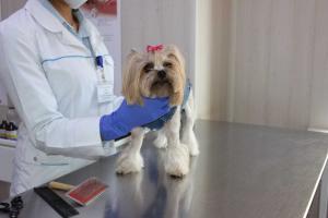 В Азове пройдет льготный день стерилизации животных