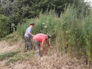 В Ростовской области уничтожили более 16 тонн конопли