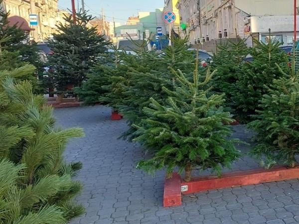 Жители Азова смогут утилизировать елки на двух площадках города