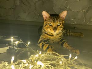 Жителей Азова 16 мая ожидает отключение света