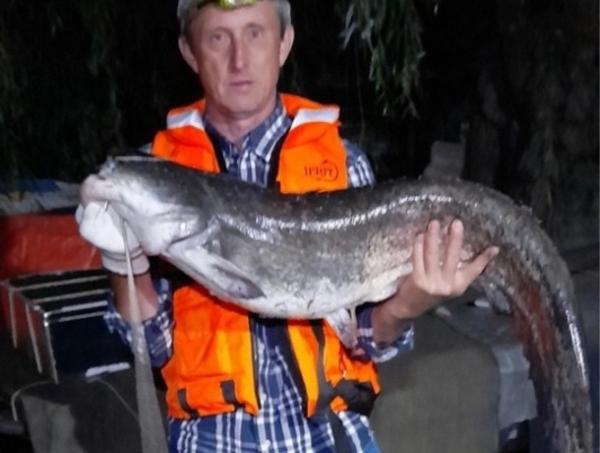 В Азовском районе рыбак выловил из Дона 20-килограмового сома