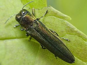 В Азовском районе ввели карантин из-за жуков