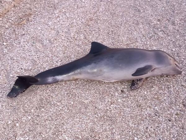В Азовском районе нашли двух мертвых дельфинов