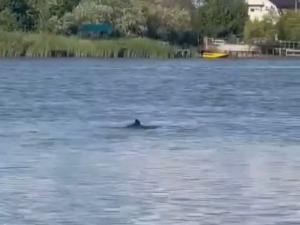 Под Азовом заметили дельфина в реке Дон