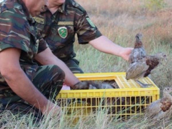 В Азовском районе выпустили 300 фазанов в охотничьи угодья