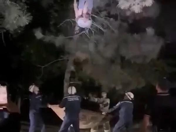 Видео спасения мужчины, забравшегося на высокое дерево в Азове