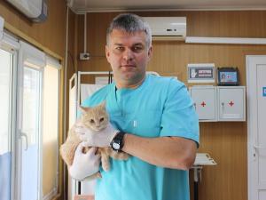 Жители Азова смогут со скидкой стерилизовать своих питомцев
