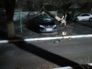В Азове обледеневшее дерево упало на припаркованную машину