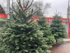 В Азове начали работать елочные базары