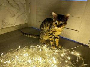 Жителей Азова 26 декабря ожидает  отключение света