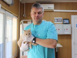 В Азове проведут бесплатную стерилизацию животных
