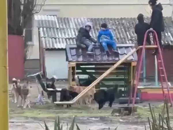 В Азове стая собак на игровой площадке загнала детей на горку
