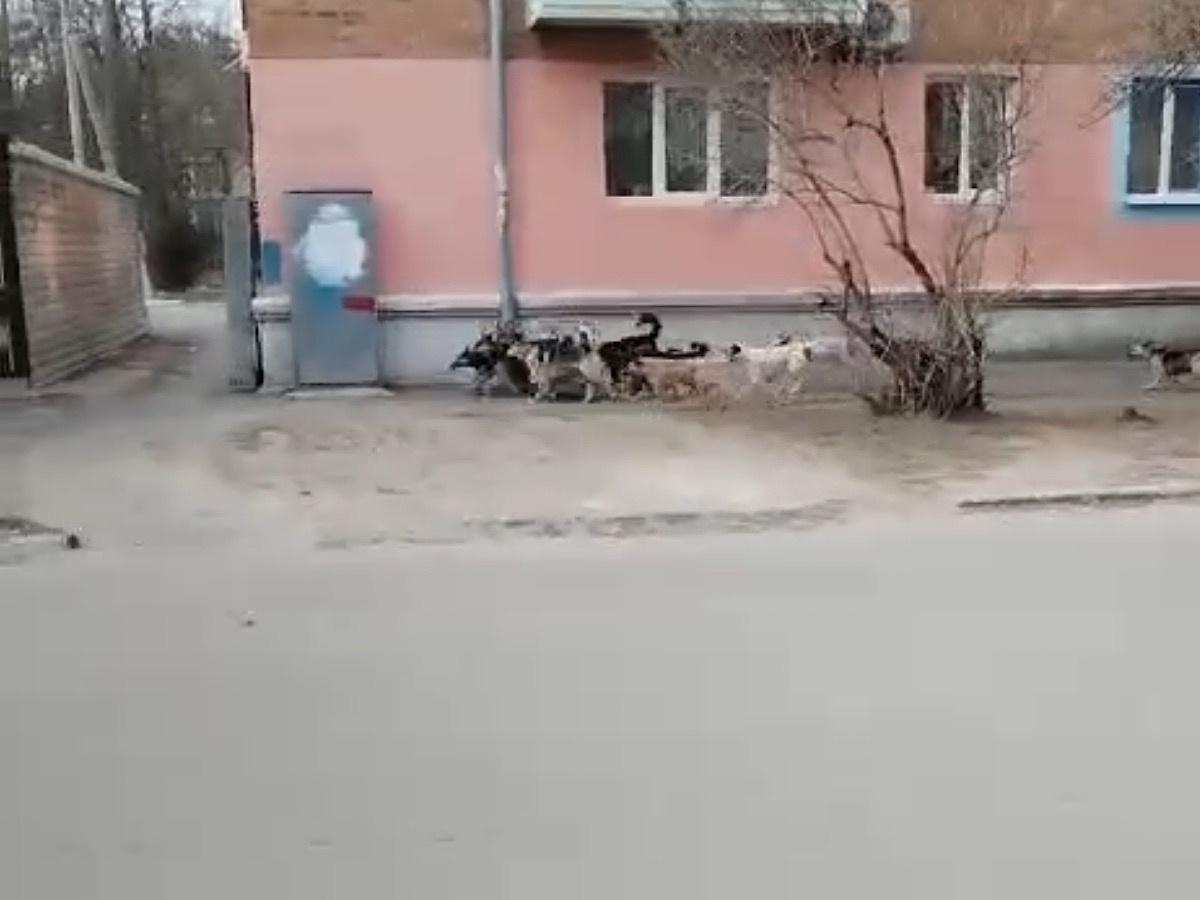 Жителей Азова напугали стаи псов, разгуливающие по городу
