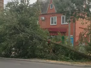 В Азове огромное дерево рухнуло за автобусной остановкой