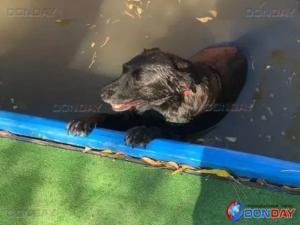 В городском парке в Азове в бассейне чуть не утонула собака