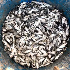 В Азовском районе в Дон выпустили свыше 37 тысяч белых толстолобиков