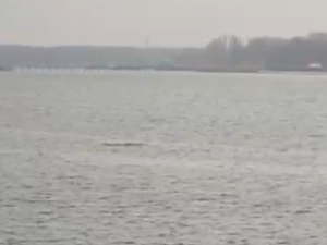 В Азовском районе обнаружили плавающих дельфинов