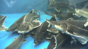 Разнообразие рыб в Азовском море скоратилось до 84 видов