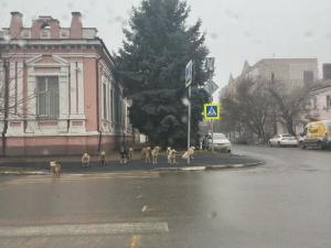 Жители Азова пожаловались на стаю бездомных собак