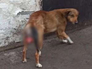 Ветеринары из Азова помогли псу с гигантской шишкой на теле