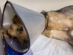 Псу из Азова с переломами таза и позвоночника могут ампутировать лапу