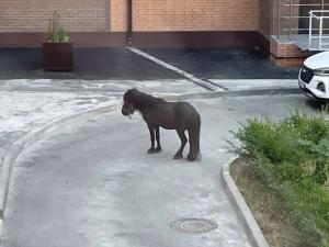 Во дворе многоэтажки в Азове разгуливает пони
