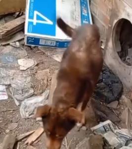 В Азове ветврачи спасают собаку с множественными переломами