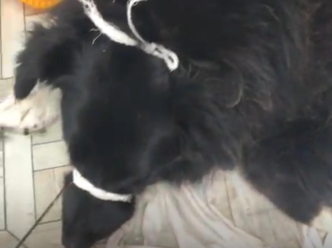В Азове волонтеры помогают собаке, которую заживо поедают опарыши