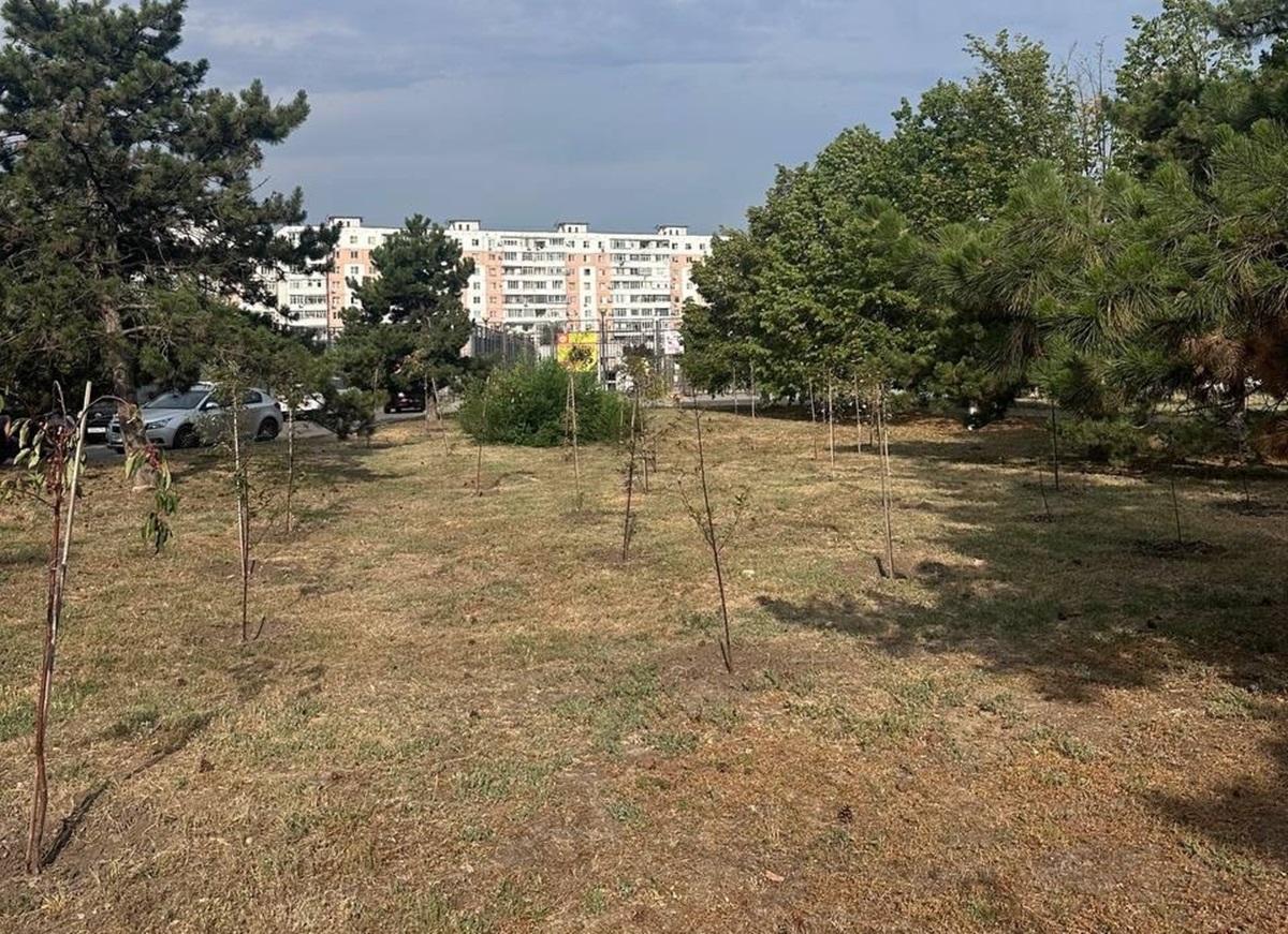 В центре Азова возле стадиона имени Э.П. Лакомова засохли посаженные деревья