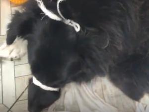 В Азове волонтеры помогают собаке, которую заживо поедают опарыши