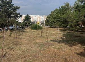 В центре Азова возле стадиона имени Э.П. Лакомова засохли посаженные деревья