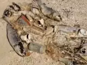 Берег Азовского моря заполонила мертвая рыба и горы мусора