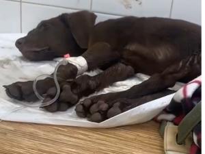 В Азове неизвестные выбросили собаку в мусорный бак