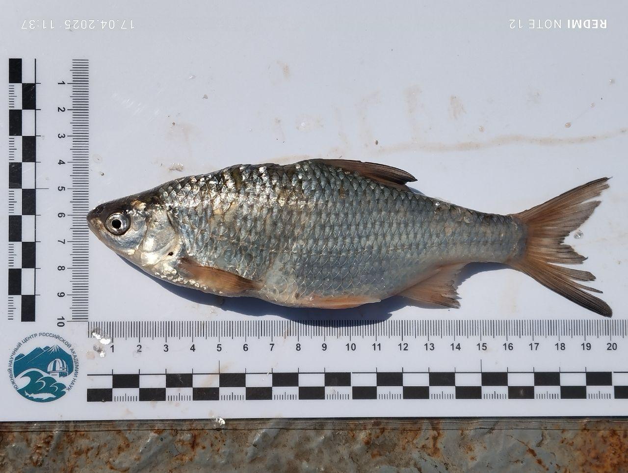 В Дону появилось 12 чужеродных видов рыб с начала 2025 года