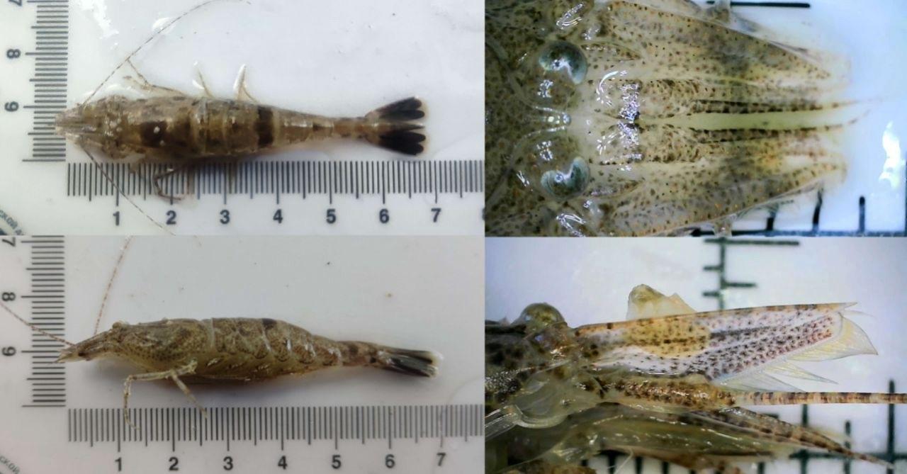 В акватории Азовского моря ученые зафиксировали новый вид креветок