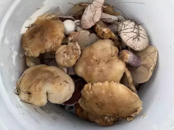 В Азовском районе грибники нашли огромную коллекцию грибов