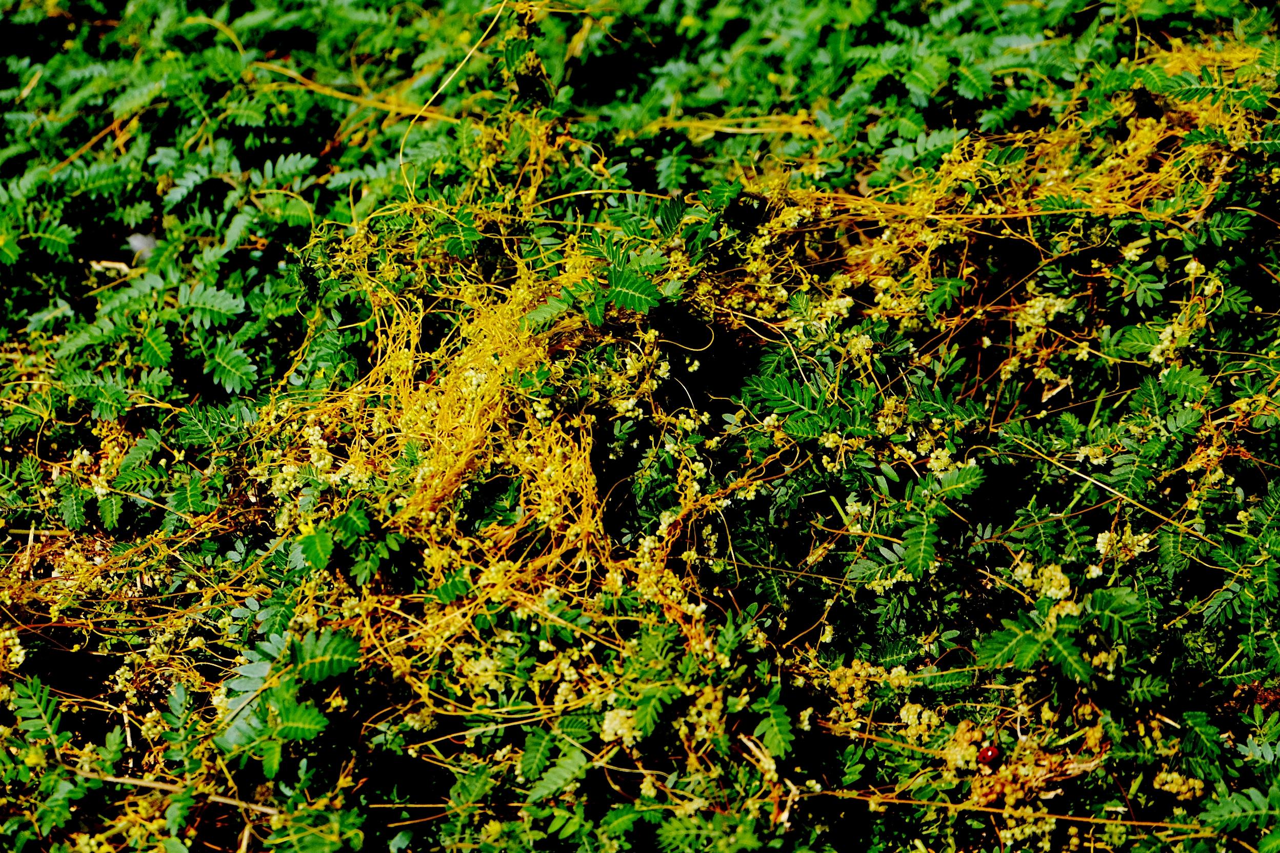 В Азовском районе ввели карантин из-за зарослей повилики В Азовском районе ввели карантин из-за зарослей повилики