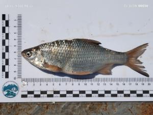 В Дону появилось 12 чужеродных видов рыб с начала 2025 года