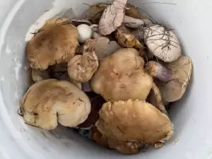 В Азовском районе грибники нашли огромную коллекцию грибов