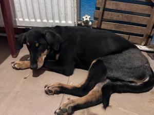 Волонтеры из Азова спасают пса с тяжелыми травмами после ДТП