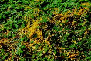 В Азовском районе ввели карантин из-за зарослей повилики