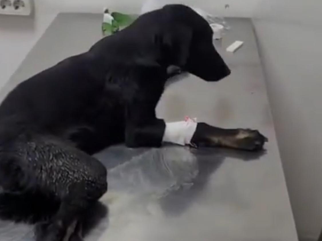 Покалечил и бросил умирать в канаве: в Азове неизвестный расстрелял собаку