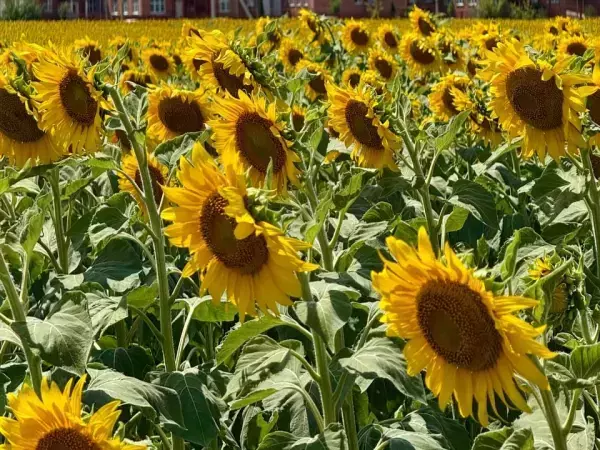 В крупной партии подсолнечника в Азовском районе обнаружили смена амброзии полыннолистной