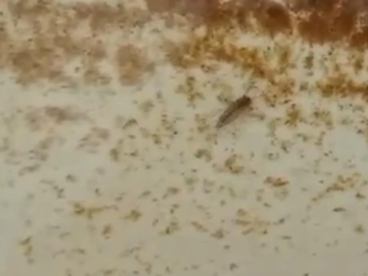 Жутких насекомых заметили в водопроводной воде жители Азовского района