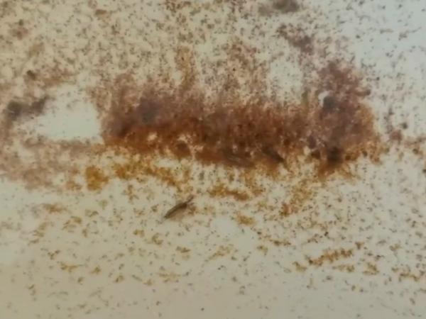 Жутких насекомых заметили в водопроводной воде жители Азовского района