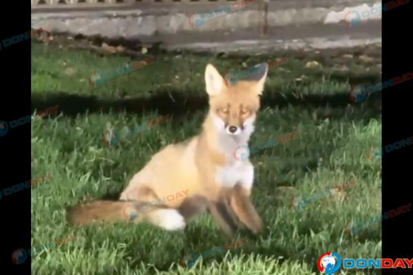 Азовчане заметили дикую лису на улице Московской