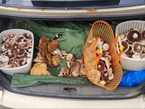 В Азовском районе грибники насобирали полные пакеты шампиньонов и вешенок