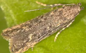 Спустя три года в Азовском районе сняли карантин по опасному вредителю томатов